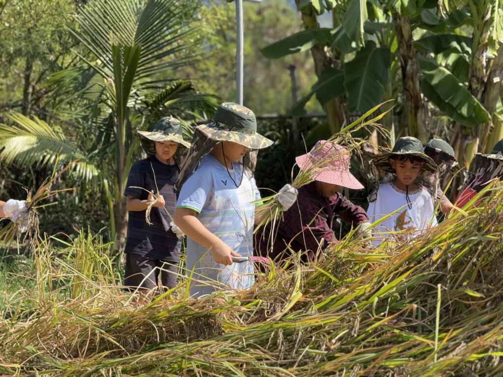 泰国 Bang Phra 的 Mosaic 朴门学校