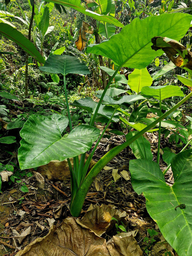 森林花园里生长着大绿叶的可可山药（芋头）植物