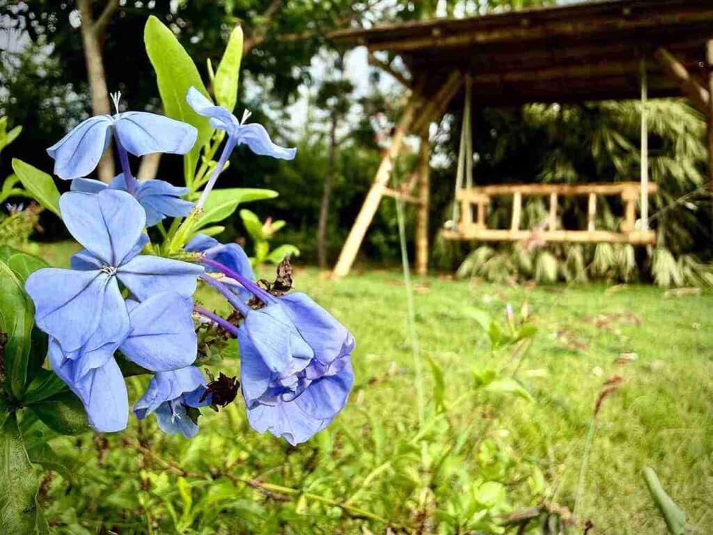 Purple flowers in banmboo garden