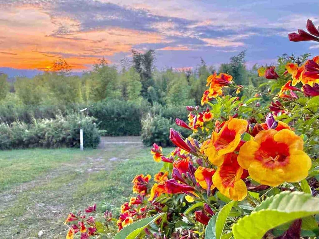 Sunset at Suan Loong Chooke bamboo school