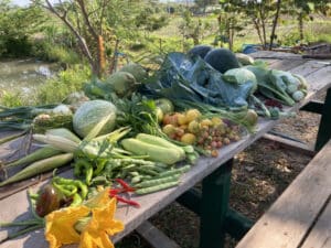 Punpun Organic farm vegetables