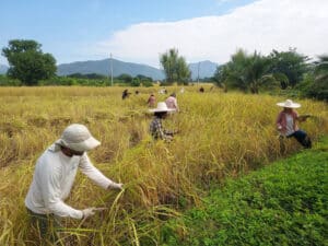 Punpun organic rice farm in Thailand