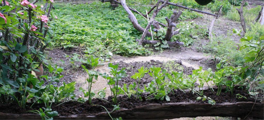 Garden beds of leafy vegetables and herbs edged with logs in front of a dense green food-forest planting, at Earth Home Thailand (Maejo Baandin), Mae Taeng, Chiang Mai.