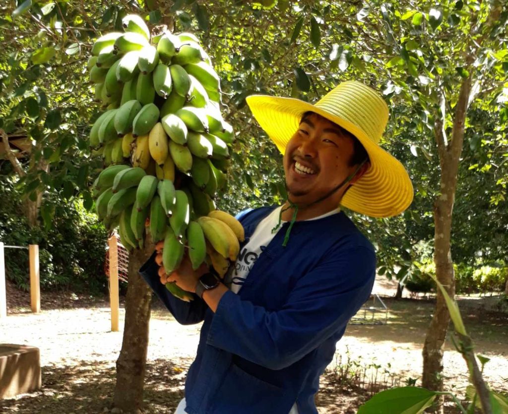 A smiling man in a yellow hat holding a large bunch of green and ripening bananas among fruit trees at Eco-Logic Thailand, Phato, Chumphon.