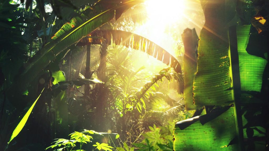 Sunlight streaming through banana leaves and dense rainforest foliage in the food forest at Eco-Logic Thailand, Phato, Chumphon.