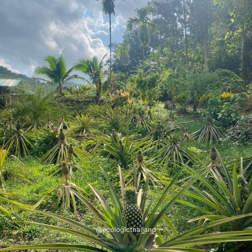A planting of pineapple plants bearing fruit on a grassy slope below coconut palms and forested hills at Eco-Logic Thailand, Phato, Chumphon.