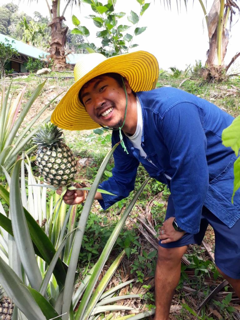 A smiling man in a yellow straw hat holding a ripening pineapple still growing on its plant in the garden at Eco-Logic Thailand, Phato, Chumphon.