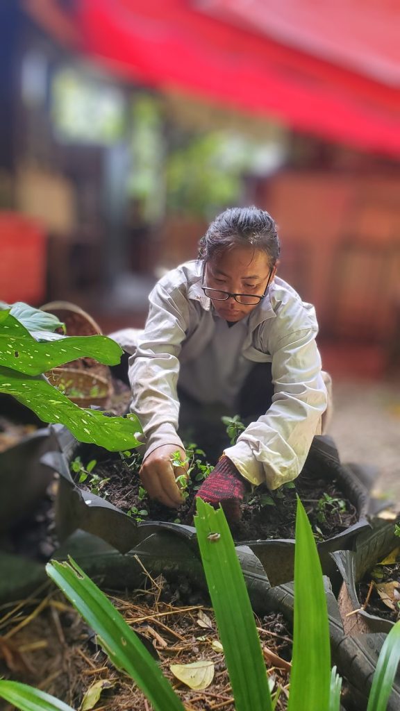 A person planting seedlings by hand into a raised bed made from cut tyres in the organic garden at Eco-Logic Thailand, Phato, Chumphon.