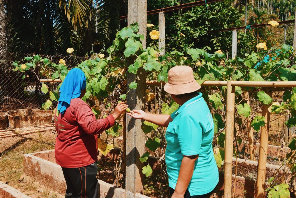 Two women tending flowering gourd vines on a trellis in a raised-bed vegetable garden at Eco-Logic Thailand, Phato, Chumphon.