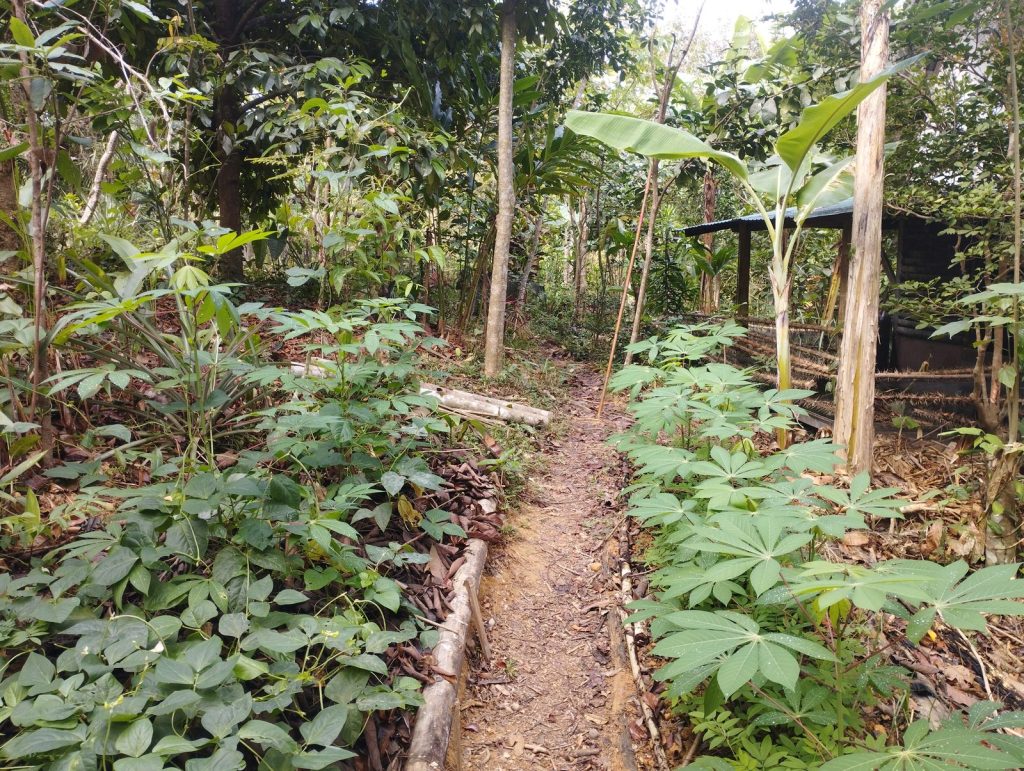 A mulched earthen path winding through a young food forest of cassava, banana and ground-cover plantings, leading toward a wooden hut at Feun Foo.