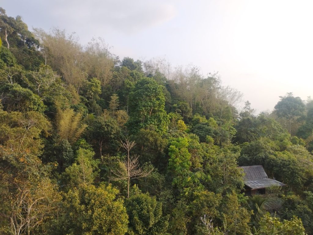 View across a forested hillside of regenerating jungle at Feun Foo, with a small tiled-roof hut nestled among the trees and morning mist in the distance.