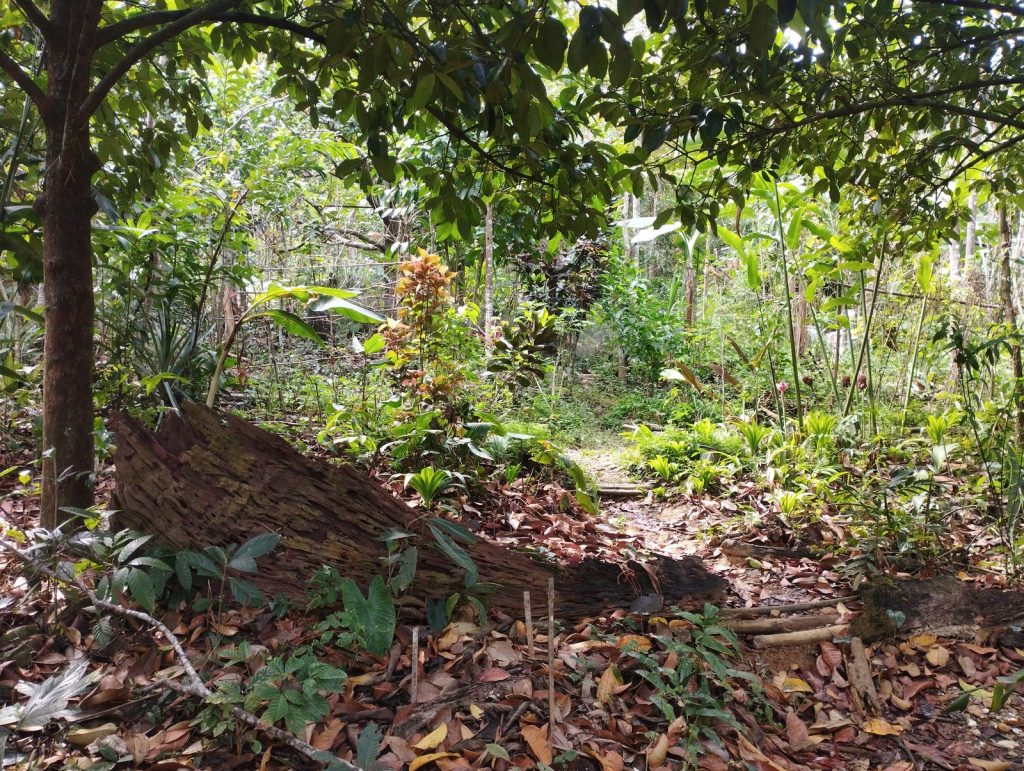 A shaded garden clearing framed by overhanging trees and leaf litter, with mixed perennial plantings and a low woven retaining edge at Feun Foo.