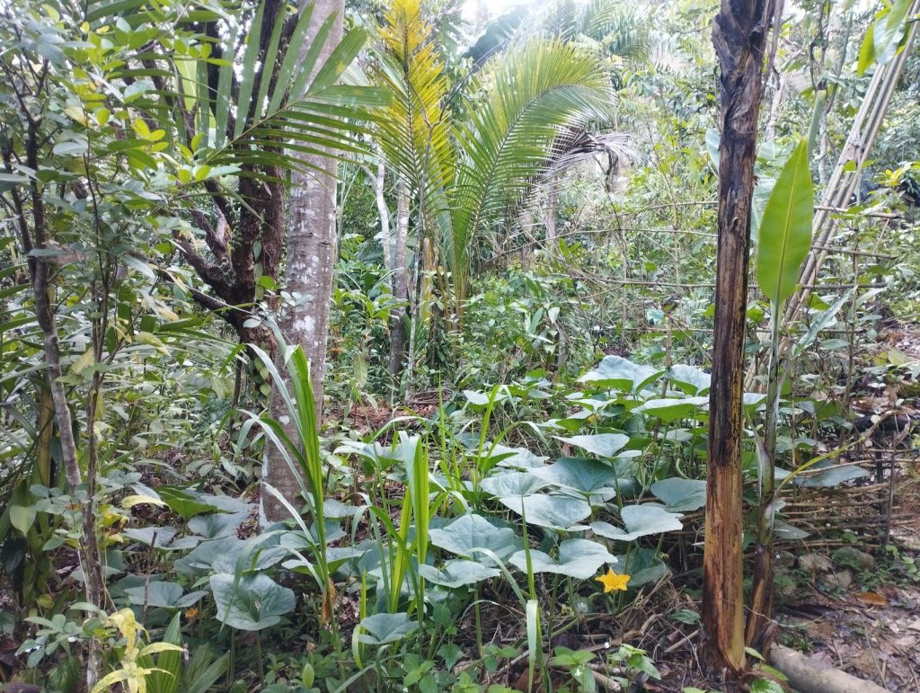 A dense polyculture planting bed mixing palms, leafy greens and vegetables among bamboo and tree trunks in the Feun Foo jungle garden.
