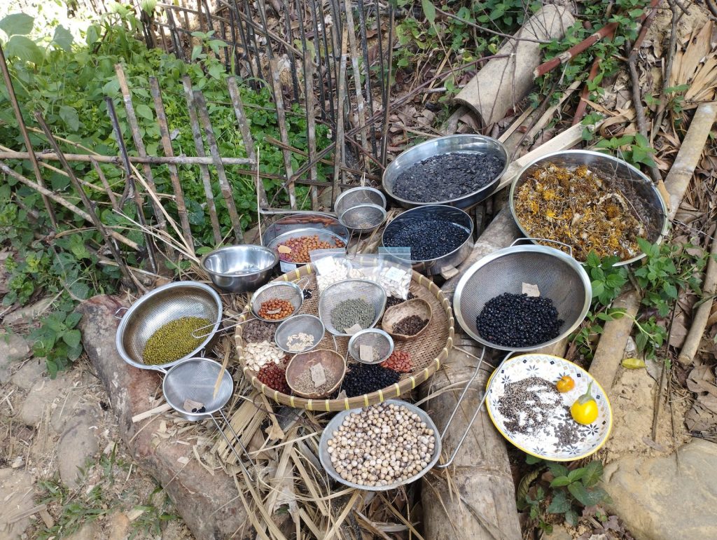 An array of metal bowls and woven baskets filled with sorted seeds, beans and dried produce laid out on the ground to dry at Feun Foo.