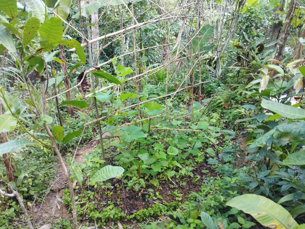 A cultivated garden bed of young seedlings and ground cover supported by a simple bamboo trellis, surrounded by regenerating forest at Feun Foo.