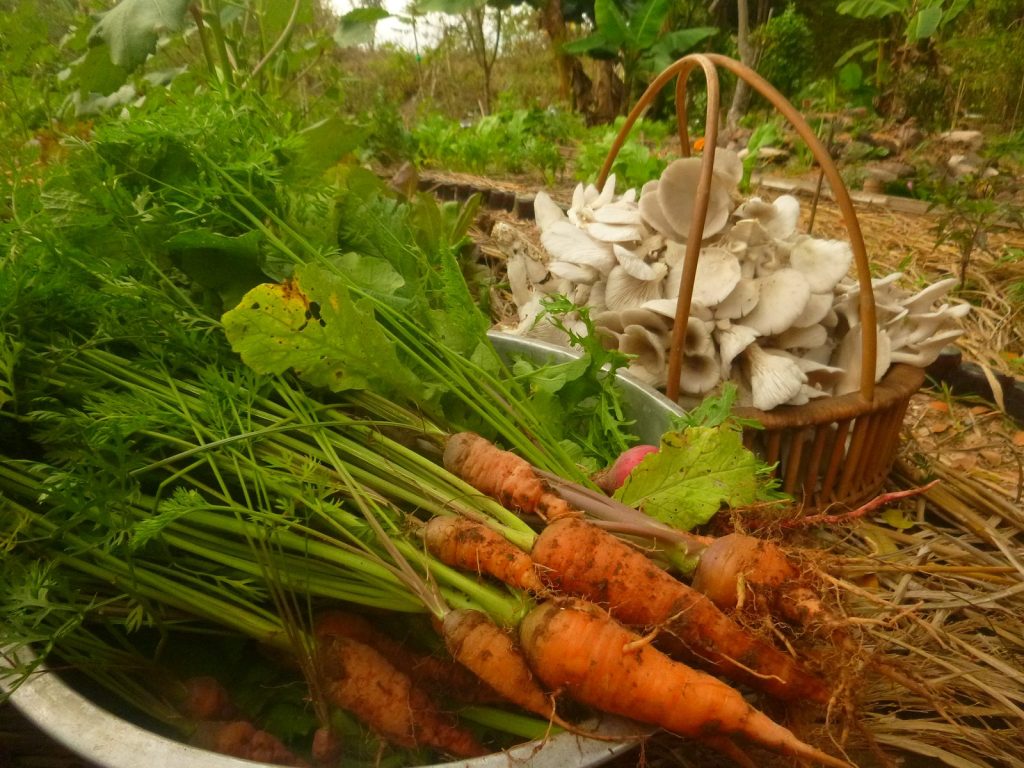 A garden harvest laid out in the open: a bunch of freshly dug orange carrots with their leafy tops still attached beside a metal basin and a woven basket piled with oyster mushrooms, with mulch and green beds behind, at The Panya Project, Mae Taeng, Chiang Mai.
