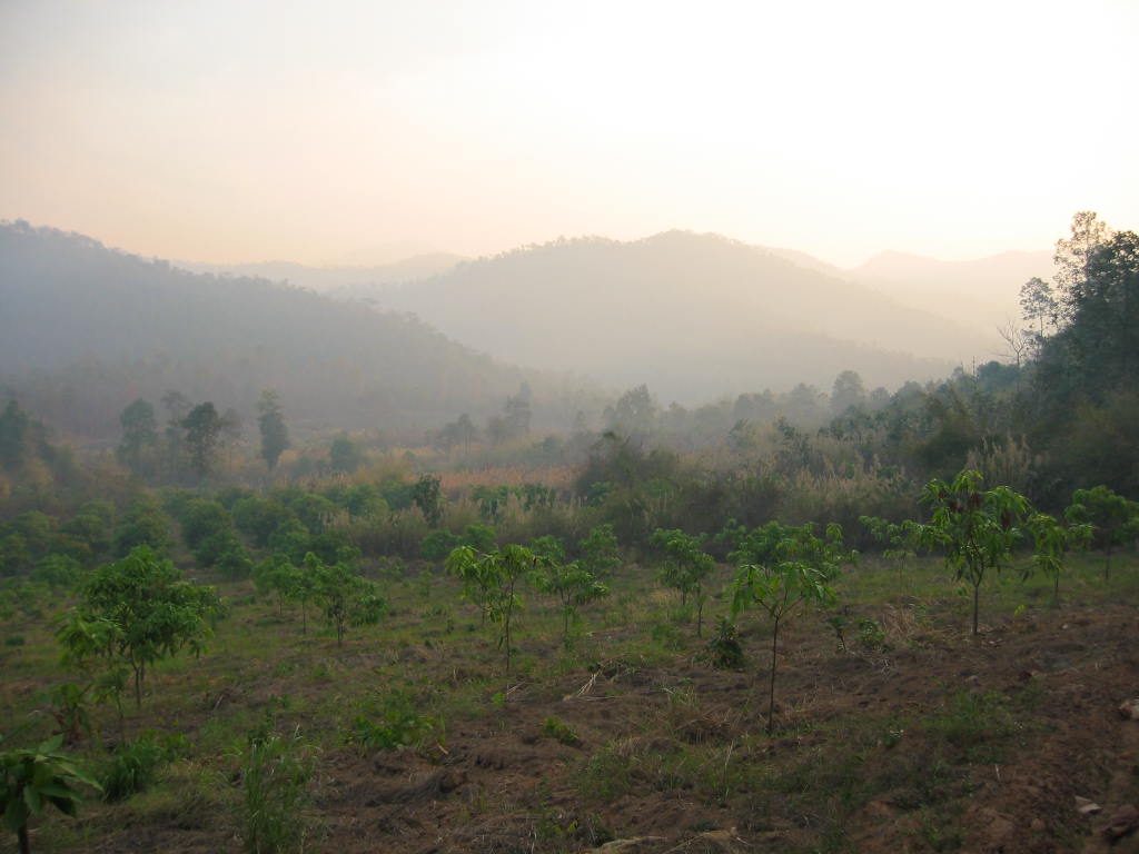 A wide view across the property at dawn over young planted saplings and rough ground toward hazy forested hills and mountains, at The Panya Project, Mae Taeng, Chiang Mai.
