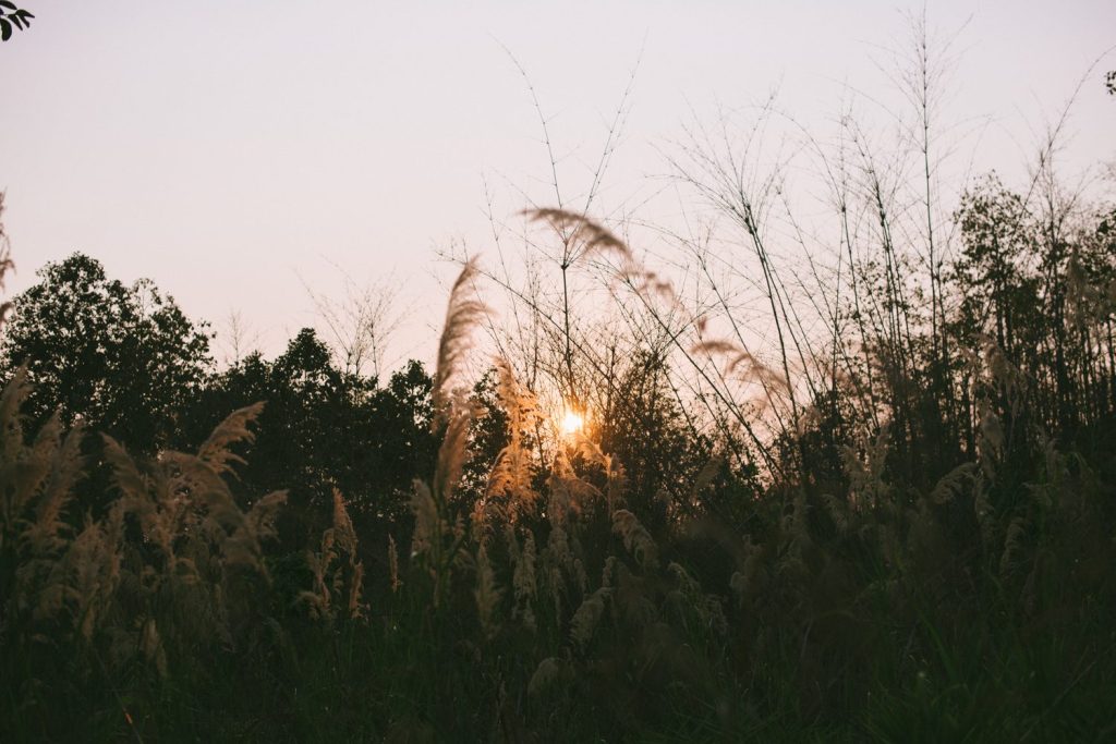 The setting sun glows low through tall feathery grasses and young trees on the land at dusk, at The Panya Project, Mae Taeng, Chiang Mai.