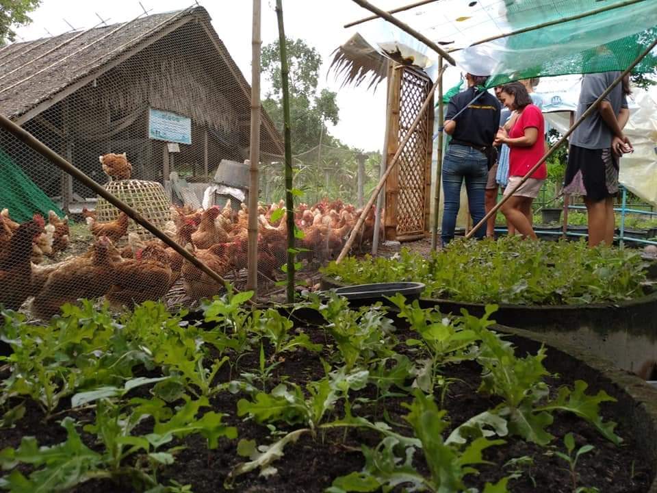 Free-range chickens beside a thatched coop and rows of leafy seedling beds, with visitors on a farm tour at Raitiaviset Organic Farm, Koh Phangan, Surat Thani.