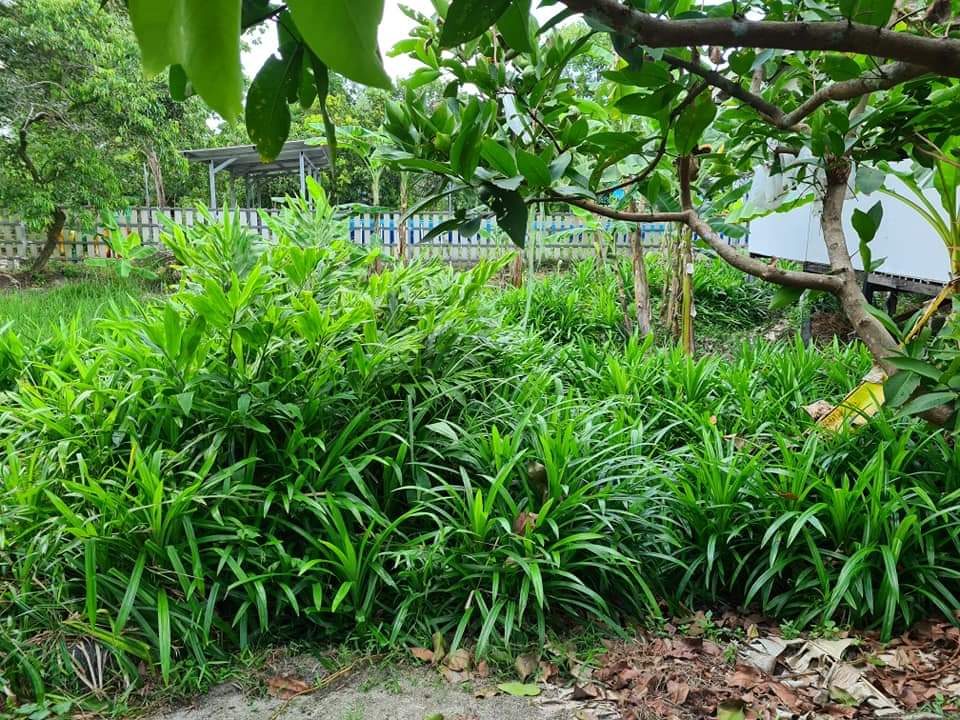 Beds of green herbs and ground plants growing beneath fruit trees with a pavilion behind at Raitiaviset Organic Farm, Koh Phangan, Surat Thani.
