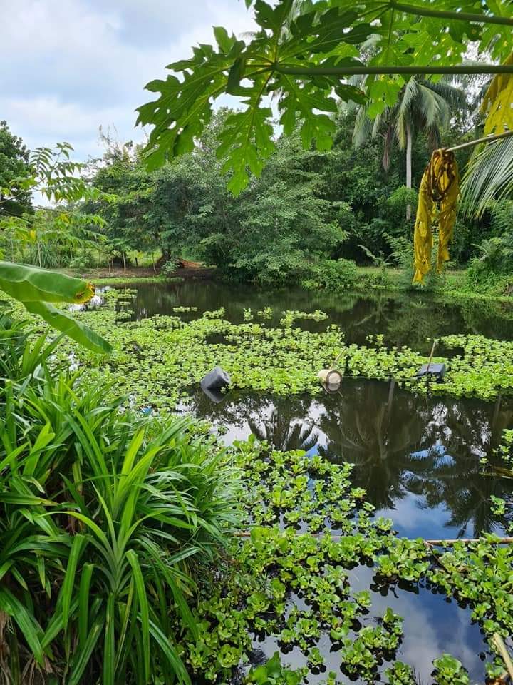 A water-plant-covered fish pond fringed by lush tropical greenery and papaya trees at Raitiaviset Organic Farm, Koh Phangan, Surat Thani.