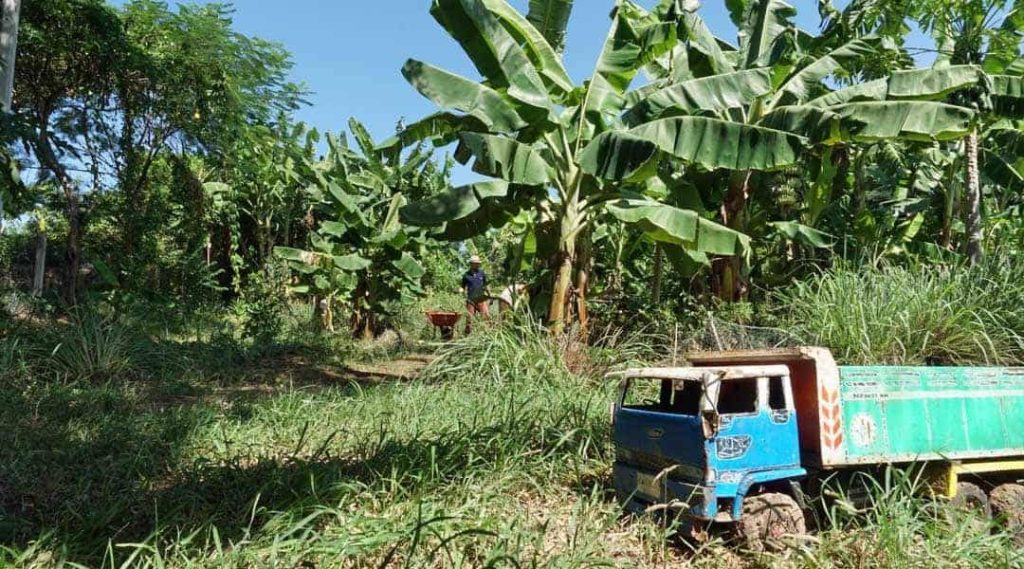 A worker pushing a wheelbarrow along a grassy path through a banana grove and food forest beside an old farm truck, at Rak Tamachat Permaculture, Si Khiu, Nakhon Ratchasima.