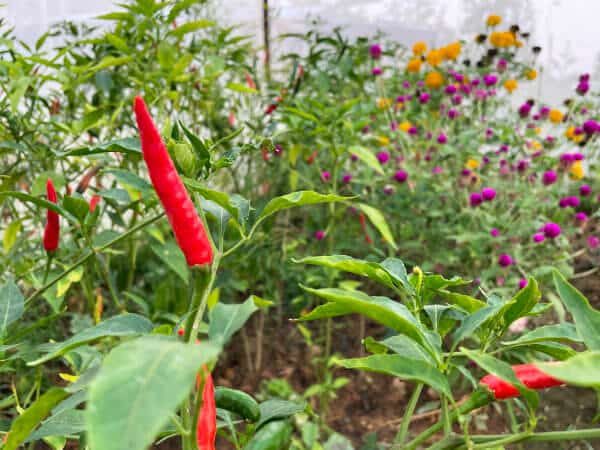 Red chillies and flowers growing in the organic greenhouse at Suan Na Ta Bua in Ubon Ratchathani.