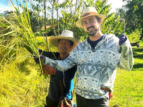A guest and host holding up freshly cut green rice stalks in the paddy during a rice-harvesting activity at Suan Na Ta Bua farmstay.