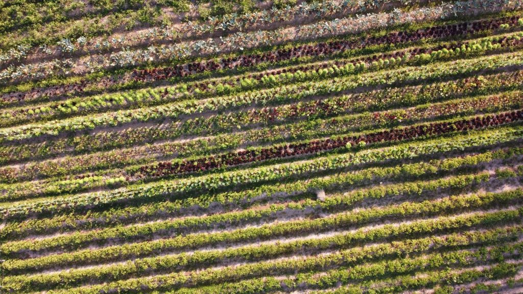 Aerial view of densely planted market-garden rows of green and red salad crops at Sunshine Permaculture, Mae Taeng, Chiang Mai.