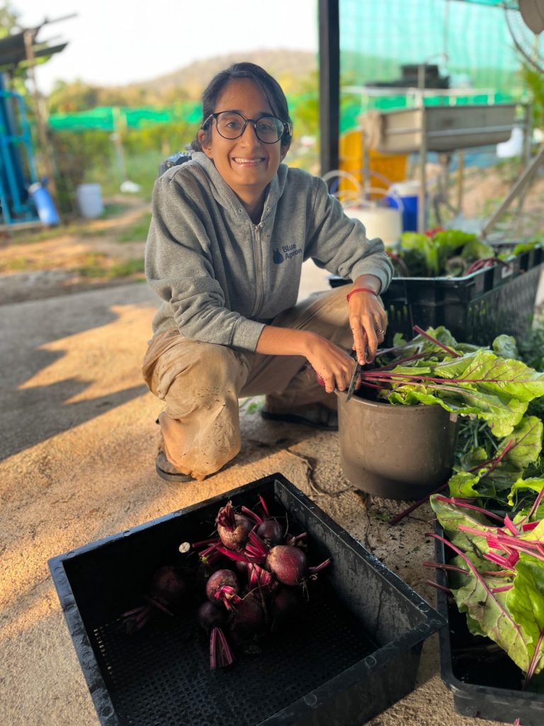 Young beetroot plants with red stems growing in a mulched bed at Sunshine Permaculture, Mae Taeng, Chiang Mai.