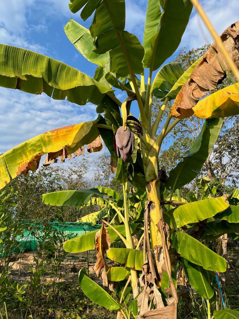 A flowering banana plant growing in the food forest under a blue sky at Sunshine Permaculture, Mae Taeng, Chiang Mai.