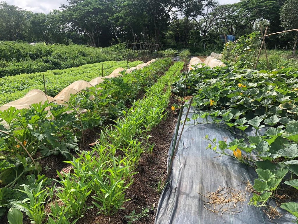 Mulched market-garden beds of leafy greens and squash with mountains in the distance at Sunshine Permaculture, Mae Taeng, Chiang Mai.