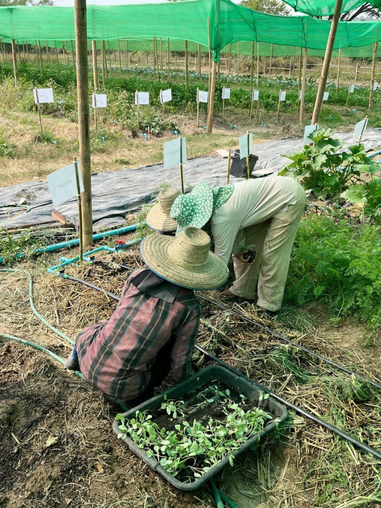 Two farm workers in straw hats transplanting seedlings from a tray into a mulched growing bed at Sunshine Permaculture, Mae Taeng, Chiang Mai.