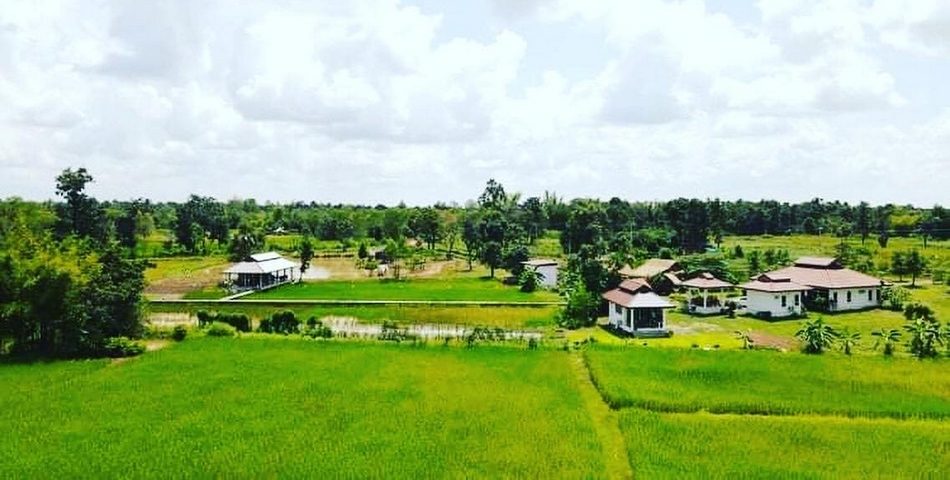 Aerial view of the farm buildings and a sala pavilion set among green rice fields and trees at Suwan Organic Farmstay, Phen, Udon Thani.