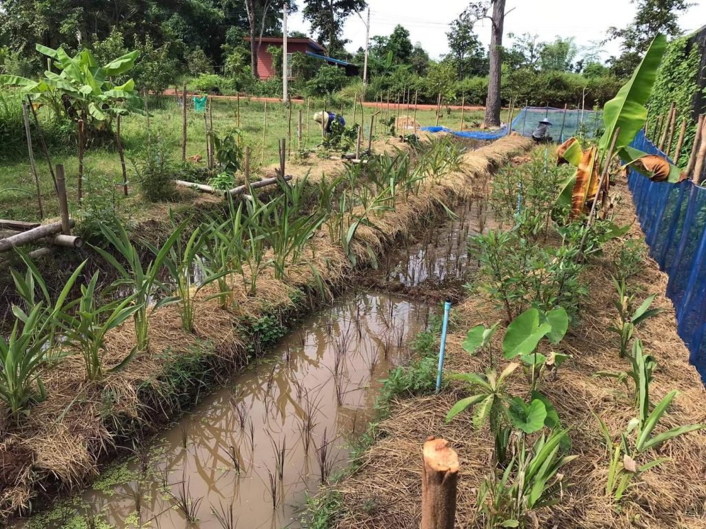A water-filled swale lined with young banana plants and mixed edible plantings in the food forest at Suwan Organic Farmstay, Phen, Udon Thani.