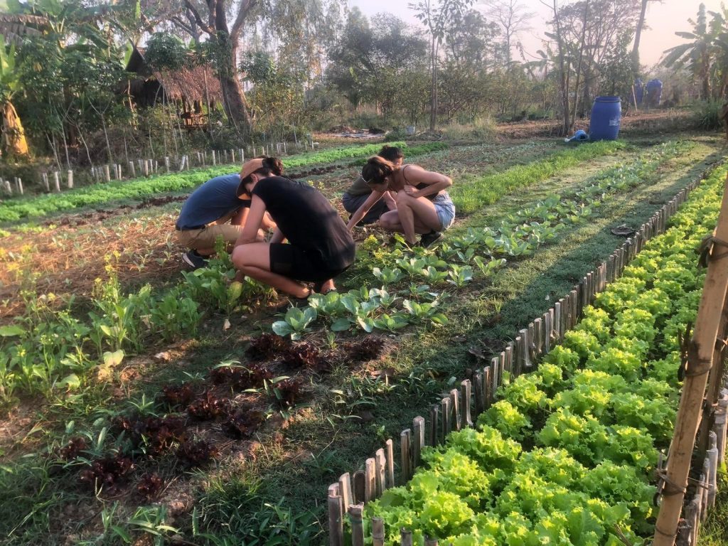 Volunteers tending rows of lettuce and leafy vegetables in the organic vegetable beds at sunset at Suwan Organic Farmstay, Phen, Udon Thani.