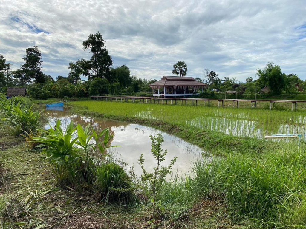 A timber sala pavilion beside flooded rice paddies and a pond at Suwan Organic Farmstay, Phen, Udon Thani.