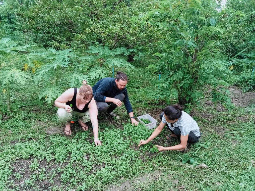 Three volunteers crouching to harvest leafy greens among the trees of the food forest at Suwan Organic Farmstay, Phen, Udon Thani.