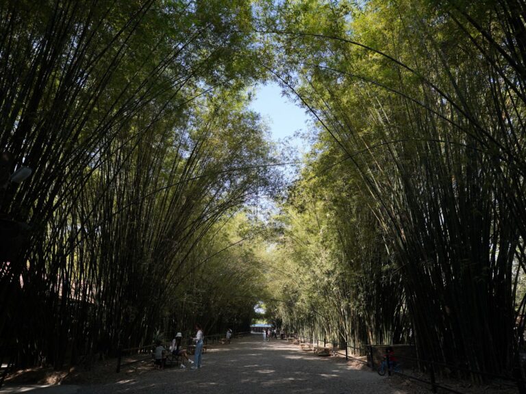 ทางเดินร่มรื่นลอดผ่านดงไผ่สูงในประเทศไทย