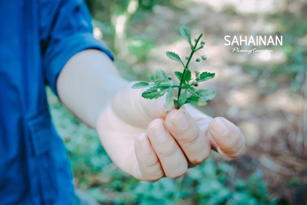 Students learning about medicinal plants during a field walk at Sahainan