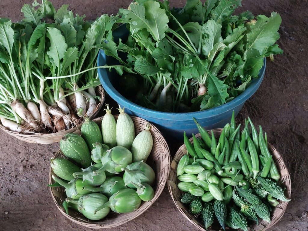 Baskets of freshly harvested radishes, brinjal, okra and bitter gourd from Earthen Routes Community Farm.