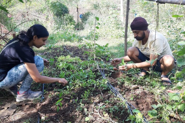 Two volunteers crouching to weed a vegetable bed at Earthen Routes Community Farm in Kharghar, Navi Mumbai.