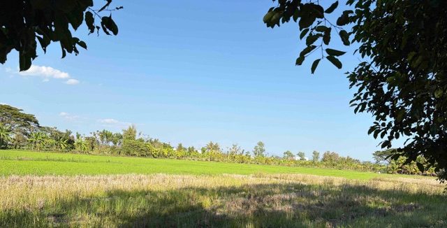 Open rice field bordered by forest, the kind of flat paddy the workshop site was regenerated from