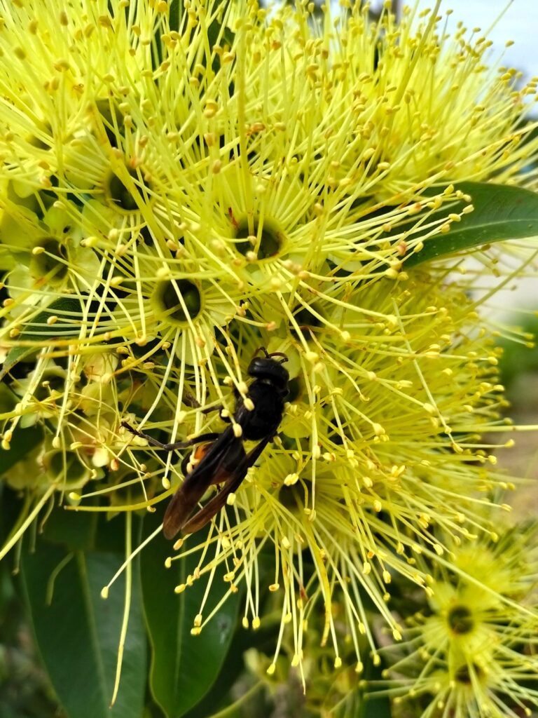 A dark wasp feeding on a cluster of yellow-green brush-like blossoms, part of the year-round pollinator forage planted at Rainbow Mountain Permaculture Farm.