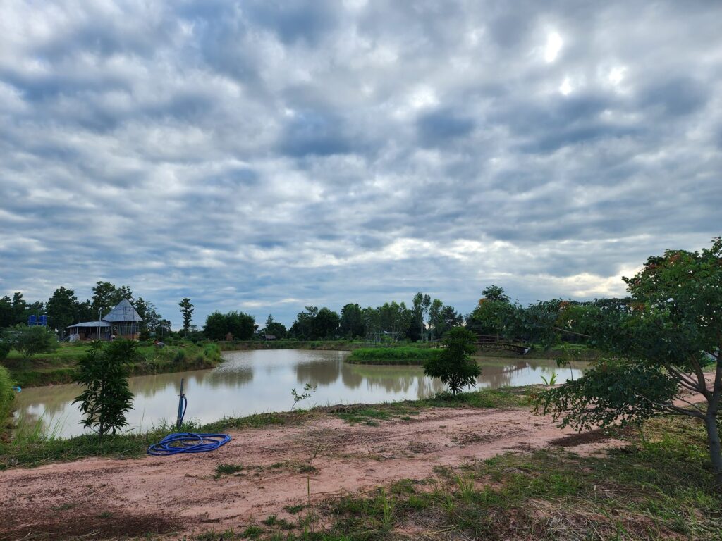 The main pond and young tree plantings at Rainbow Mountain Permaculture Farm under a cloudy sky, with the farm buildings and surrounding rice fields beyond.