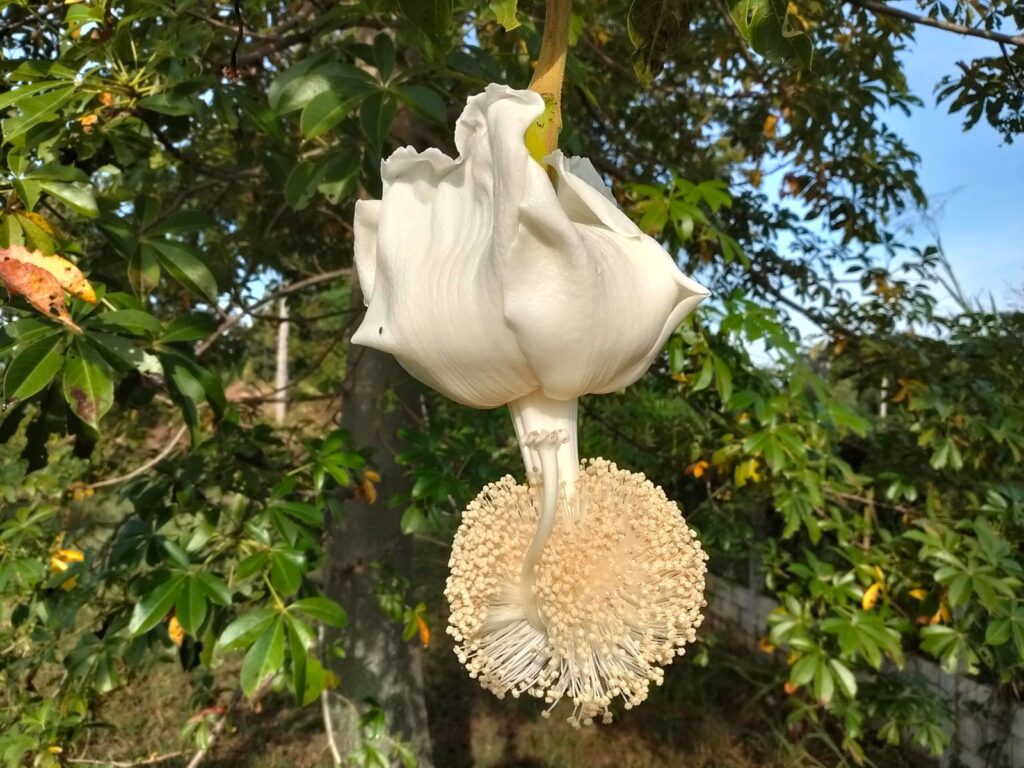A large white hanging tree flower with a ball of pale stamens, photographed among the leaves at Rainbow Mountain Permaculture Farm.
