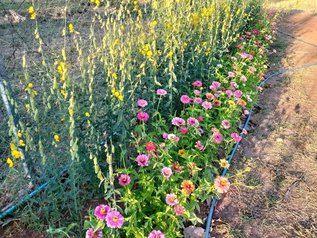 A border of pink and orange zinnias beside a tall yellow-flowered cover crop along a drip line at Rainbow Mountain Permaculture Farm.