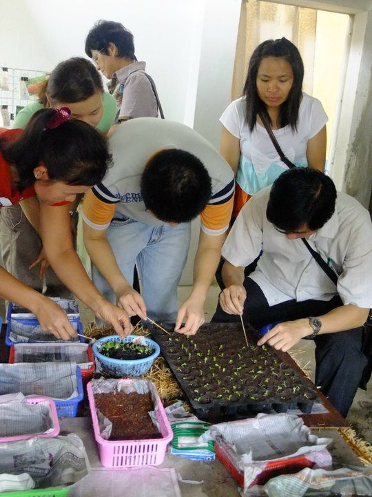 Participants leaning over a seedling tray at a seed-sowing workshop at The Veggie Prince's House, Bangkok.
