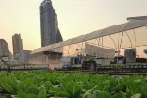 曼谷朴门设计与都市农耕工作坊