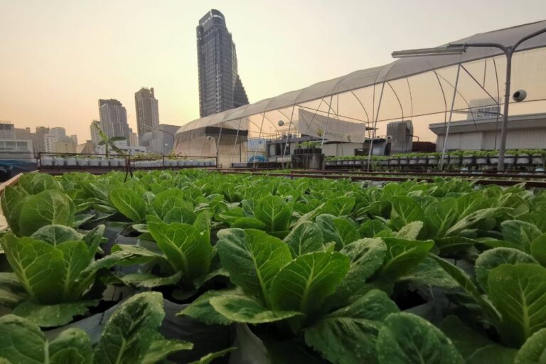 Designing Sustainable City Living with Permaculture